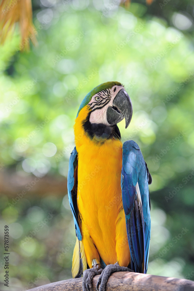 ルリコンゴウインコ ルリコンゴウインコ