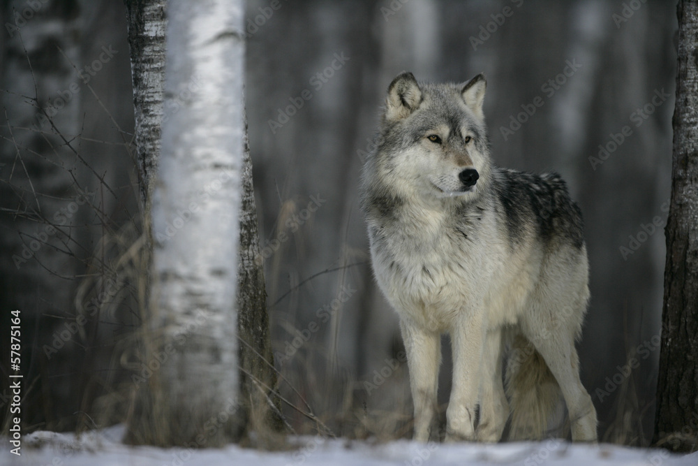 Obraz premium Grey wolf, Canis lupus