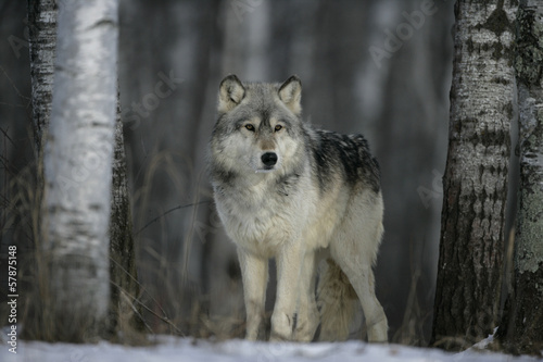 Grey wolf, Canis lupus #57875148