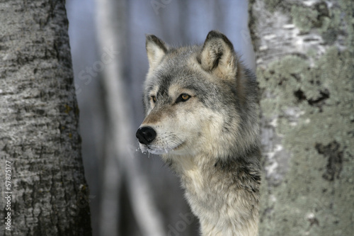 Grey wolf, Canis lupus #57875177