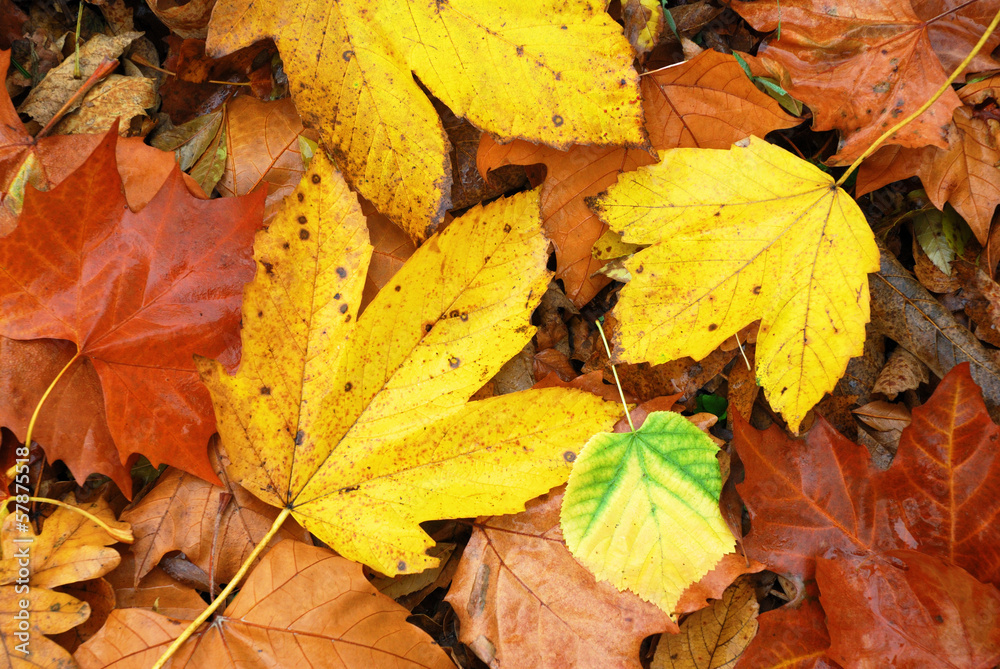 Obraz premium Colorful and wet fallen leaves in autumn season