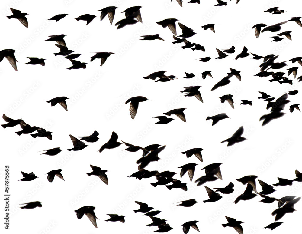 Starlings Starlings
