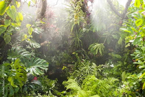 Obraz las tropikalny podczas deszczu w promieniami słońca