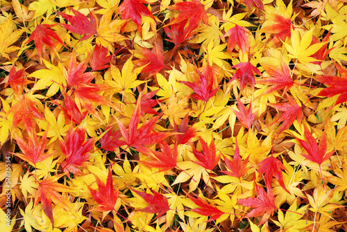 Colorful and wet fallen japanese maple leaves in autumn season