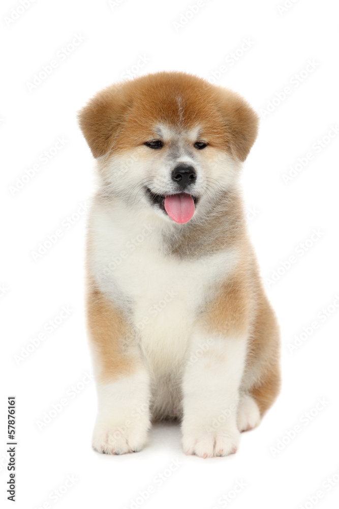 Pat dog, young  Akita Inu puppy dog at white background