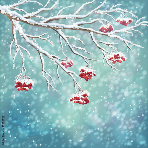Winter snow-covered rowanberry branch background