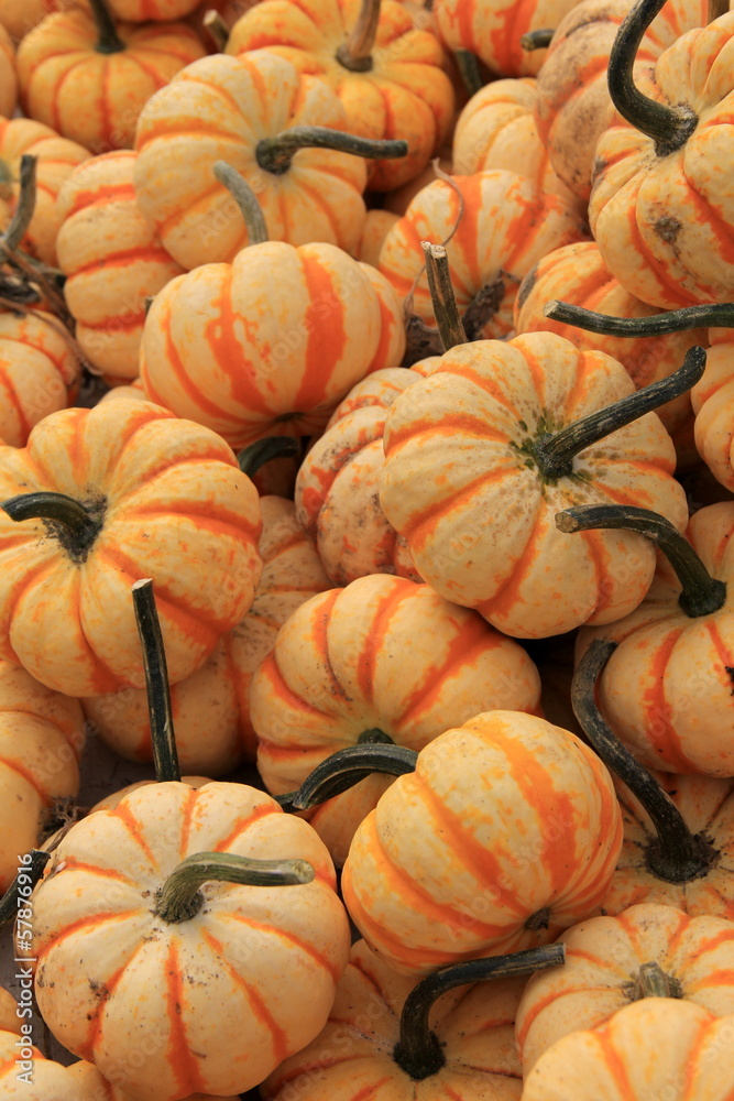 Carnival squash at the farmers market