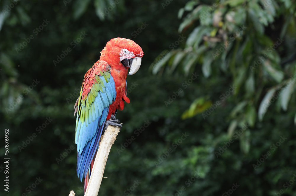 アカコンゴウインコ