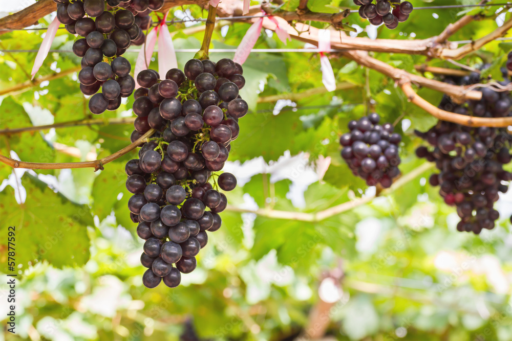 Red Grapes on the vine Red Grapes on the vine