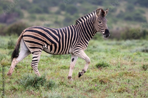 Plains Zebra Running