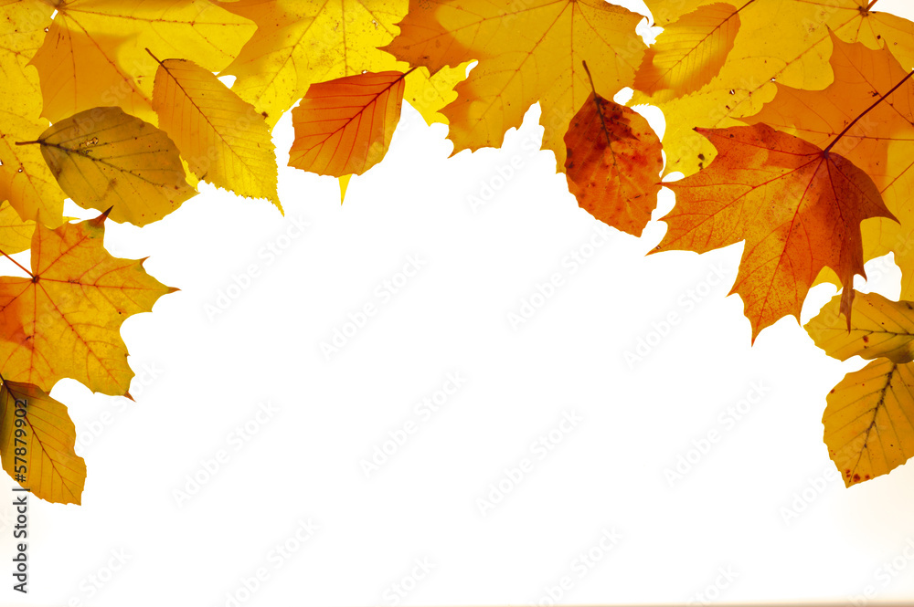 Fototapeta premium leaves in autumn on white background