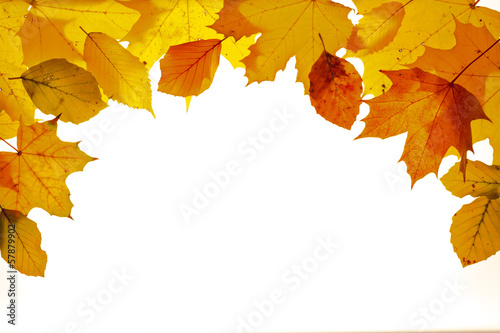 leaves in autumn on white background