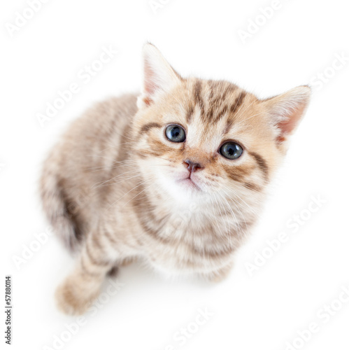 top view of cat kitten on white background