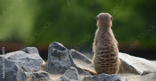 Fotografie Erdmännchen