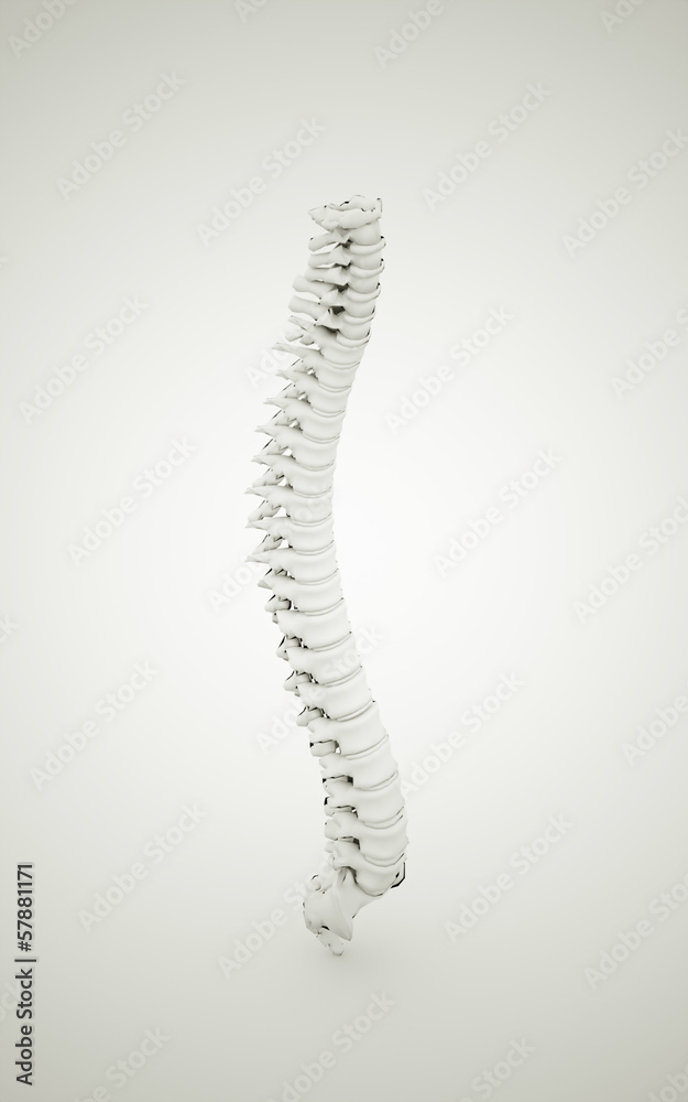 Spine rendered Spine rendered