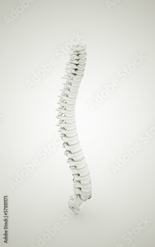 Spine rendered