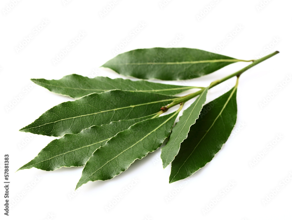 Laurel leaves