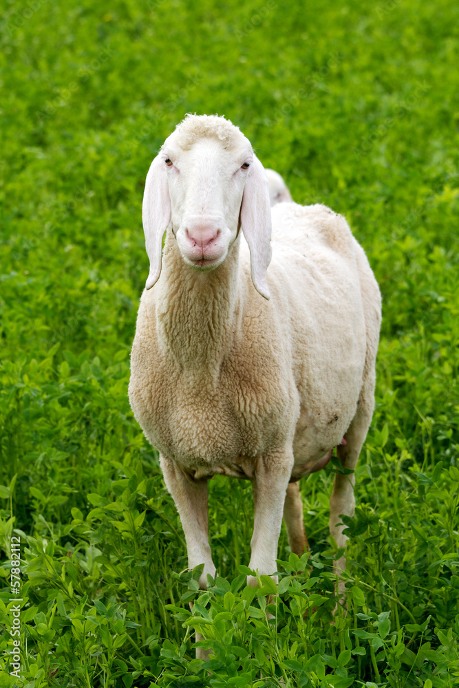 Obraz premium Weisses Schaf im Kleefeld