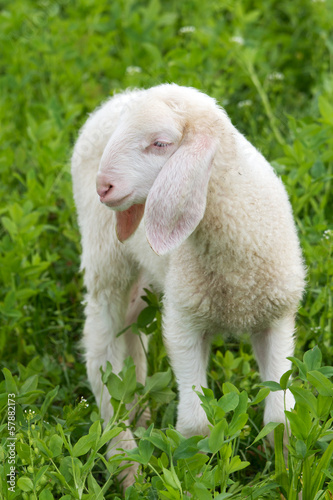 White lamb in green field