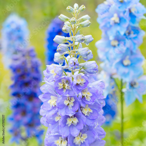 Delphinium flowers in nature