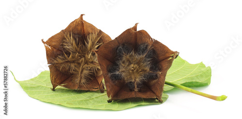 Devil’s cotton photo