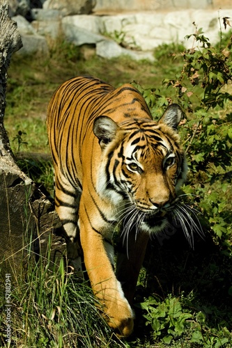 tiger