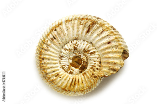 Amonóides Ammonites Ammonoideos