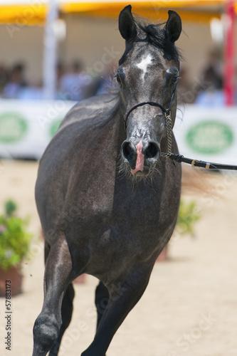 spettacolo di cavalli arabi ed egiziani a Salerno