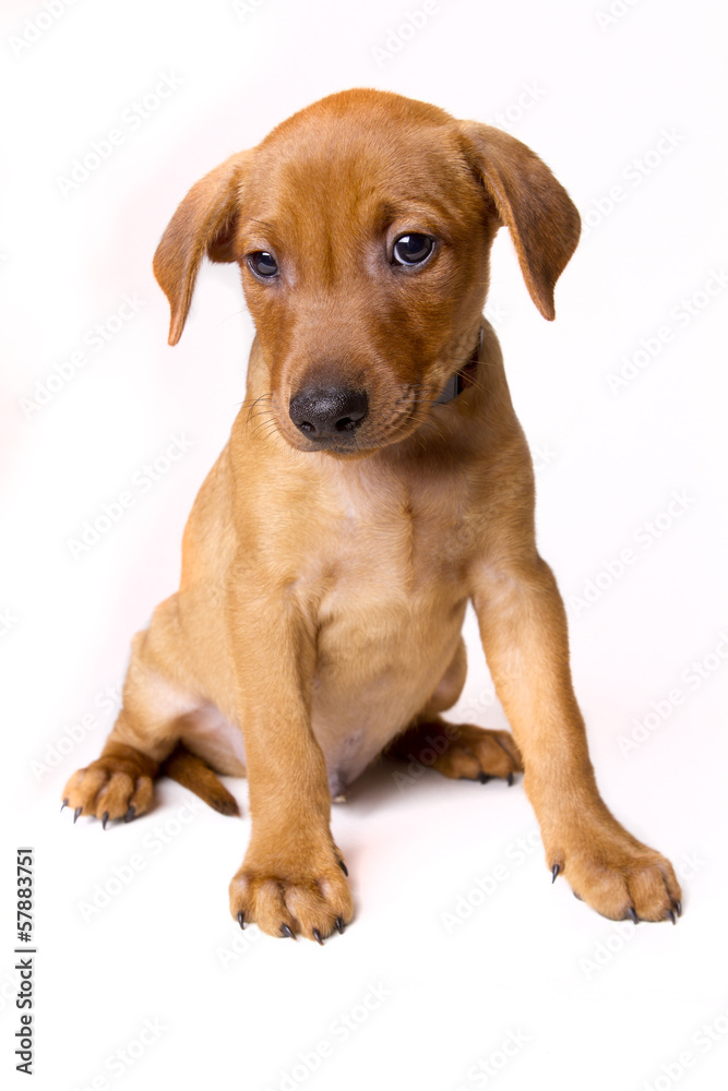 Portrait of a purebred red German Pinscher puppy