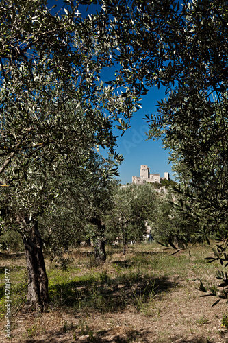 Assisi, paesaggio con la Rocca Maggiore vista da un uliveto