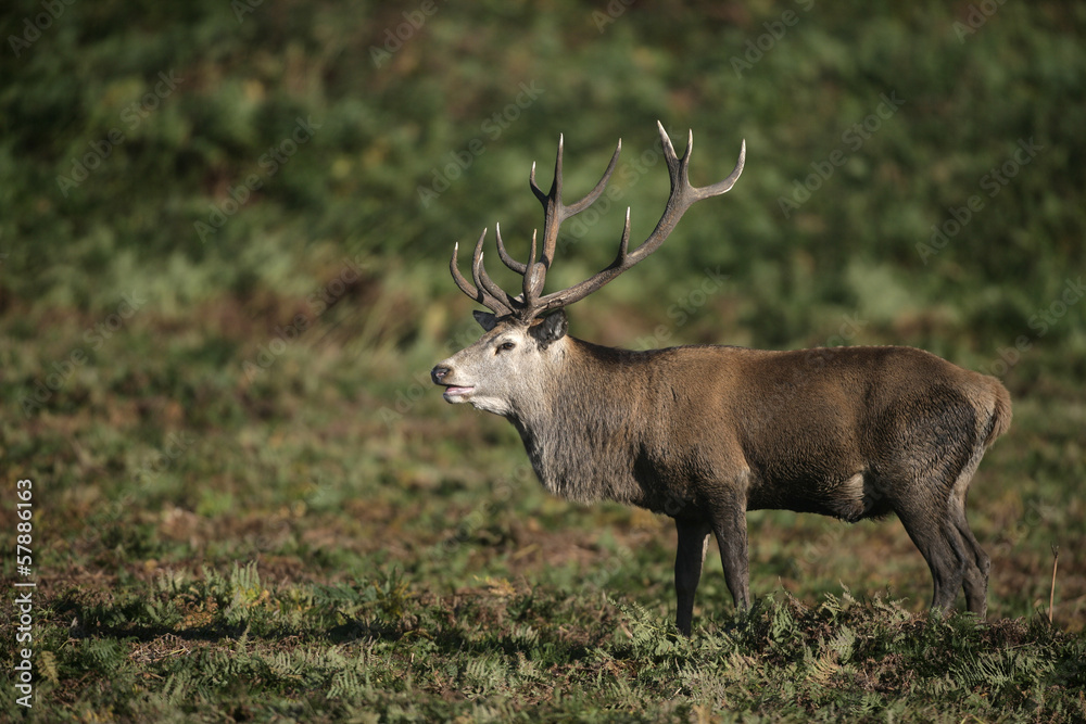 Fototapeta premium Red deer, Cervus elaphus