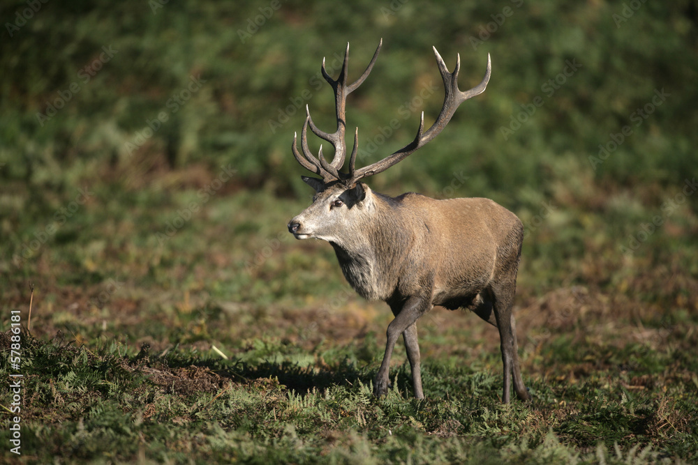 Obraz premium Red deer, Cervus elaphus