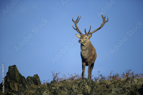 Red deer, Cervus elaphus