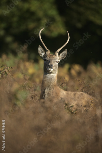 Red deer  Cervus elaphus