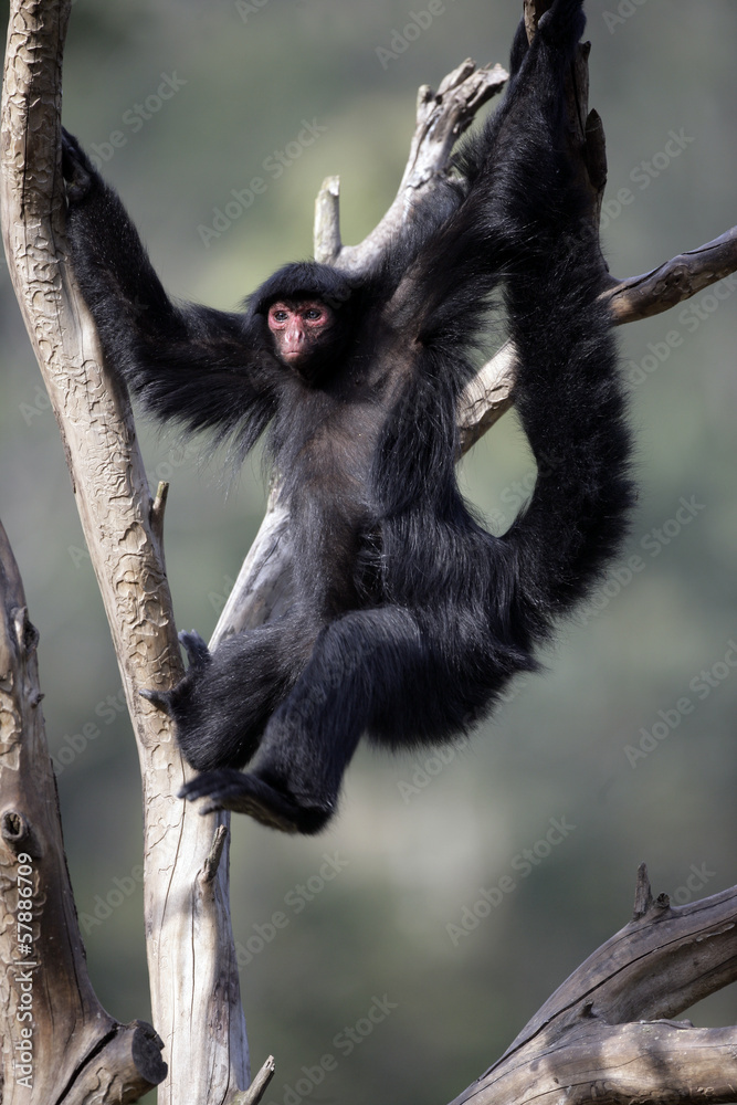 Naklejka premium Red-faced spider monkey, Ateles paniscus