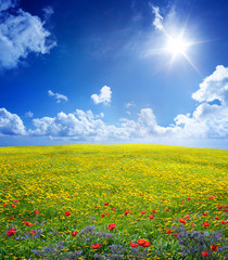 yellow field in serene scene