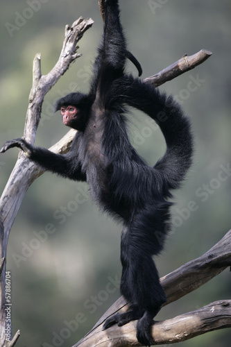 Red-faced spider monkey, Ateles paniscus photo