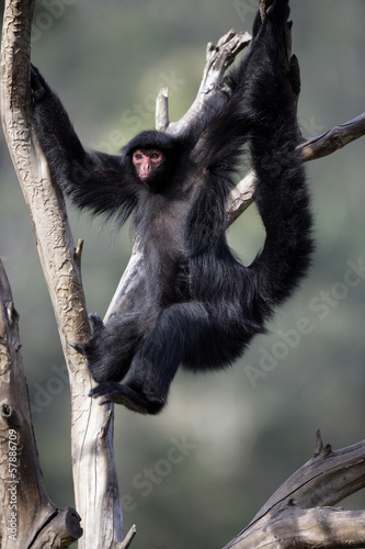 Red-faced spider monkey, Ateles paniscus photo