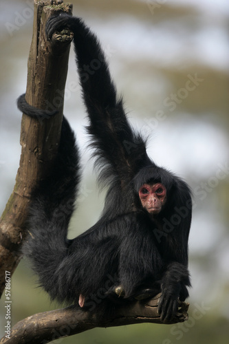 Red-faced spider monkey, Ateles paniscus photo