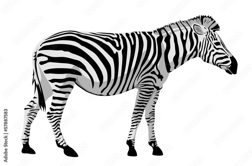 Obraz premium Zebra