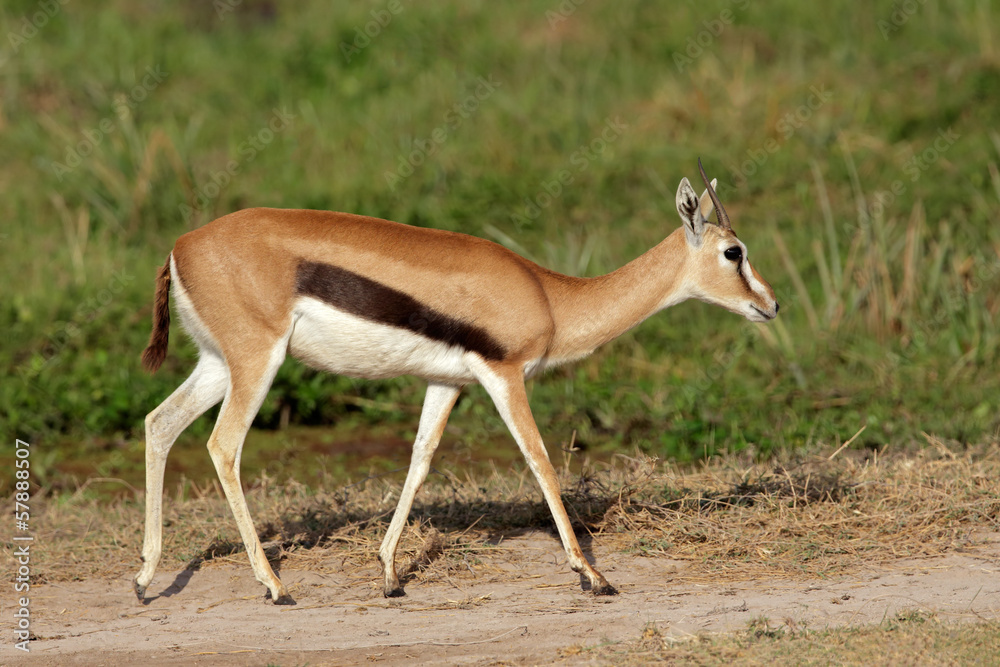 Fototapeta premium Thomsons gazelle, Amboseli Nationla Park