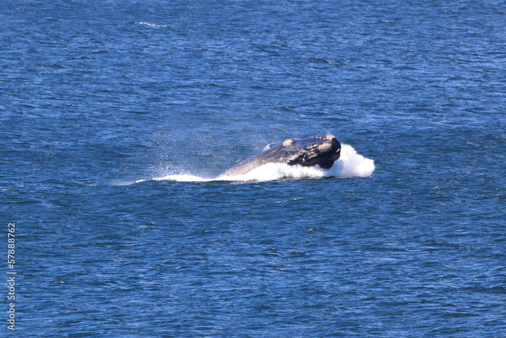 Fototapeta premium Springender Südlicher Glattwal