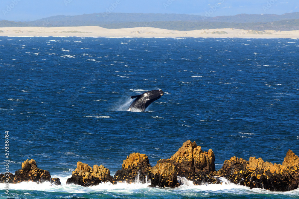 Naklejka premium Skaczący prawy wieloryb południowy