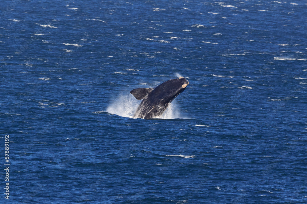 Fototapeta premium Springender Südlicher Glattwal