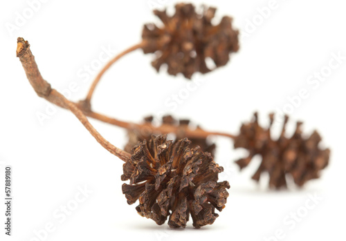 Alder mature female catkins photo