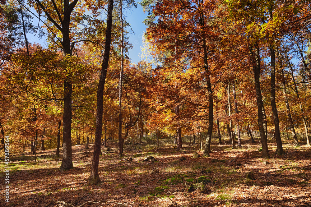 The Oak tree forest