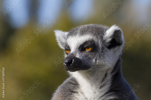Ring-tailed lemur   Lemur catta 