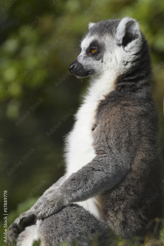 Obraz premium Ring-tailed lemur (Lemur catta)