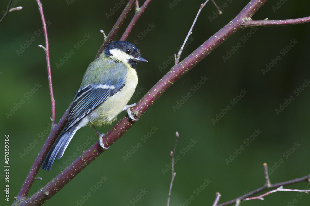 Obraz premium Blue Tit (Parus caeruleus)