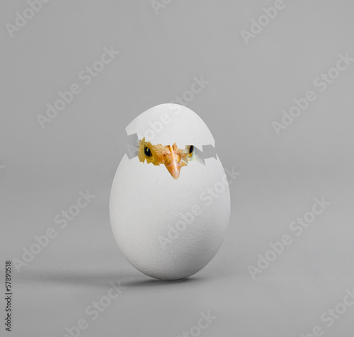 egg
